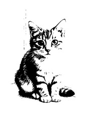 black cat on white background