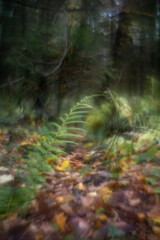 Autumn forest plants with soft focus and watercolor bokeh