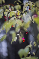 Spindle tree branch with pink and orange berries in autumn forest