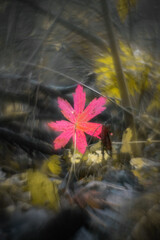 Red autumn leaves in dark forest background