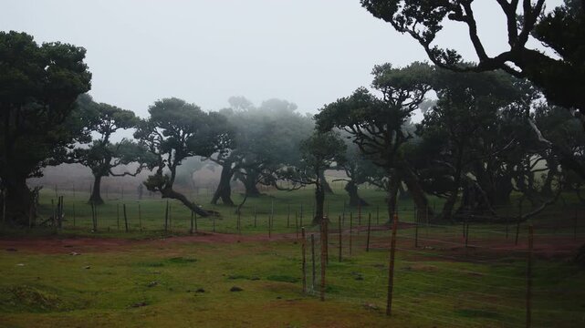 Meadow shrouded in morning fog. Concept mystery and calmness of nature.