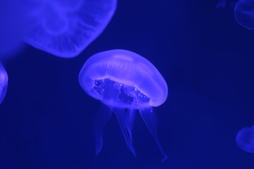 Small jellyfish or medusa of  bright blue color.