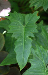 Green leaves shaped like a heart, with jagged edges.