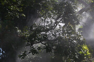 ์Natural park with mist spreading all around and sunlight shining down in the morning.