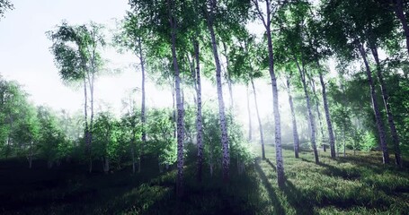 In a tranquil forest bathed in soft sunlight, emerald leaves dance gently in the breeze. Towering trees create a peaceful atmosphere, inviting a sense of calmness and relief from daily life.