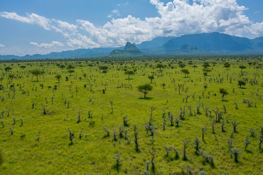 Aerial view of a vast, undulating green expanse dotted with sparse trees stretching towards the distant hazy blue mountains, Pian Upe Game Reserve, Moroto, Uganda.