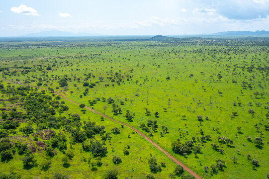 Aerial view of a vibrant green landscape dotted with sparse trees under a vast sky, Pian Upe Game Reserve, Moroto, Uganda.