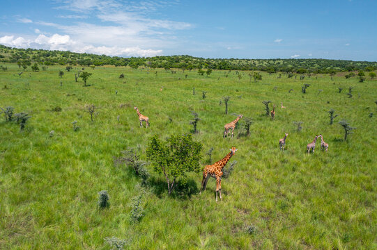 Aerial view of giraffes scattered across a vast expanse of undulating green terrain dotted with sparse trees under a boundless azure sky, Pian Upe Game Reserve, Moroto, Uganda.