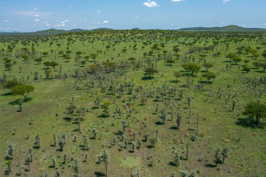 Aerial view of vast savanna speckled with acacia trees under a bright sky, the landscape a tapestry of greens and browns, Pian Upe Game Reserve, Moroto, Uganda.