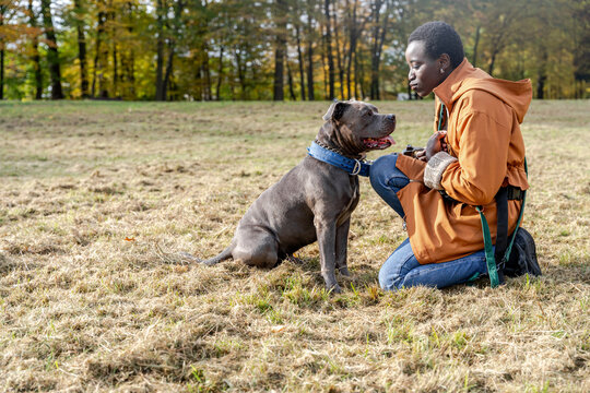 Smiling woman with pit bull dog sitting on autumn field