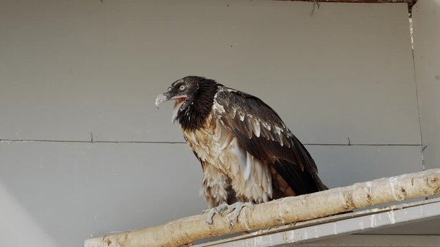 A bearded vulture sits on a perch and calls loudly, showcasing its distinctive vocal behavior and striking raptor appearance.