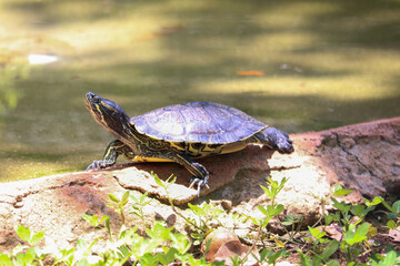 Zoologico de Belo horizonte