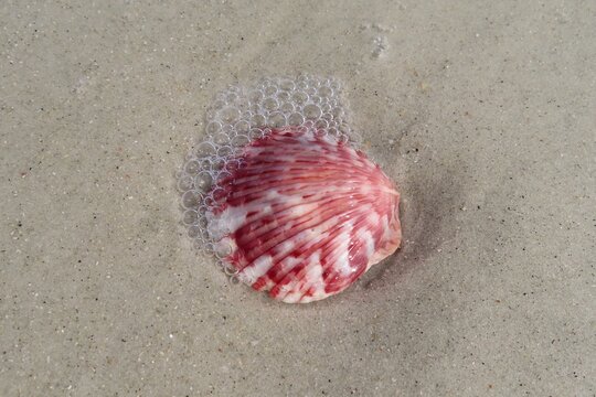 Beautiful pink seashell in Atlantic coast of North Florida - Powered by Adobe