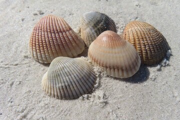 Beige seashells on sand background in Florida beach