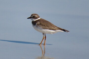 Common Sandpiper (Actitis hypoleucos) in Atlantic coast of North Florida