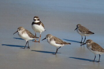 Obraz premium Sandpiper shorebirds in Atlantic coast of North Florida