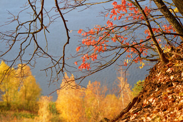 Autumn forest over the river