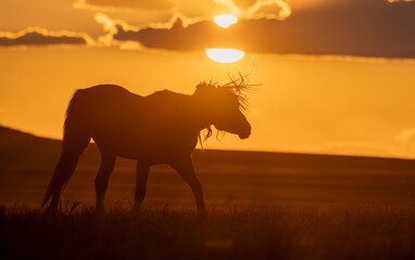Wild Horse at Sunset in the Utah Desert