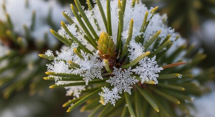 A close up of snowflakes on pine needles with a bud in the background