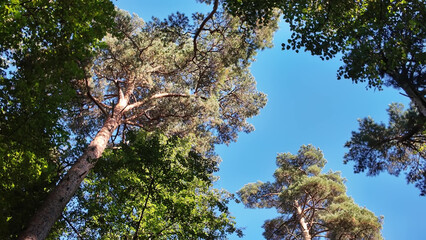 Gentle sunlight illuminates the forest canopy as green foliage and pine crowns sway under a cloudless sky.