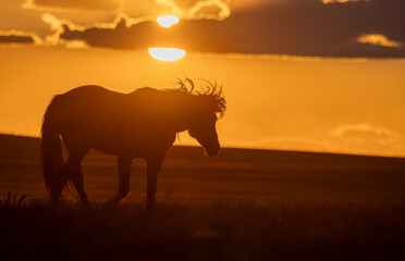 Wild Horse at Sunset in the Utah Desert
