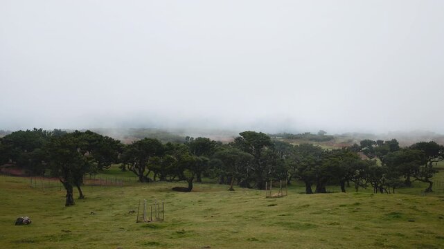 Meadow shrouded in morning fog. Concept mystery and calmness of nature.