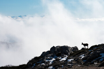 A wild ibex stands silhouetted against thick mountain mist on a rocky slope in the Sierra de Segura, with distant snowy peaks faintly visible.