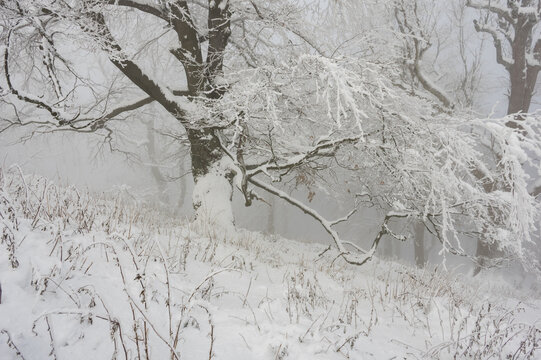 View of snow-laden trees create a serene winter scene, with white blankets covering branches and ground in a cold, peaceful landscape, Vysoka mountain, Kuchyna, Bratislava Region, Slovakia.