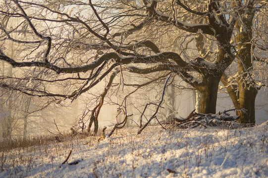 View of icy branches reaching out over a snow-covered ground, creating a serene winter wonderland on Vysoka mountain, Kuchyna, Bratislava Region, Slovakia.