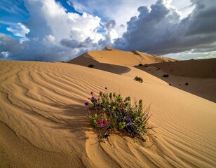 sand dunes in the desert
