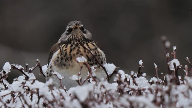Fieldfare looking in different directions close-up in winter