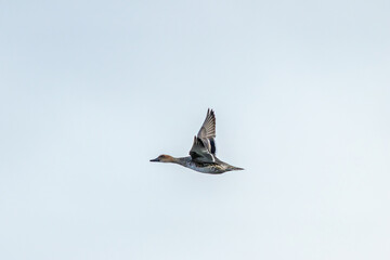 Female Northern Pintail (Anas acuta) - Common in Wetlands and Estuaries Bull Island Dublin