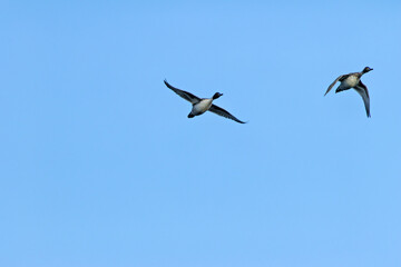 Male Northern Pintail (Anas acuta) - Widespread in Wetlands and Estuaries Bull Island Dublin