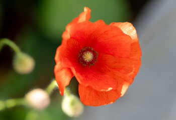 Fototapeta premium A close up of a red poppy flower