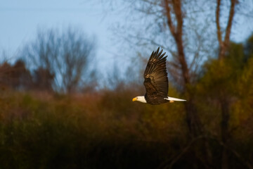 American bald eagle flying across an autumn scene.
