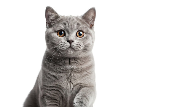 A curious British Shorthair kitten with big golden eyes and a playful paw reaches out on a on transparent background