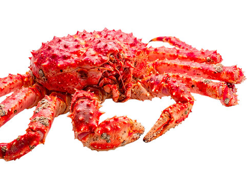 King Crab (Centolla) Close-Up on White Background