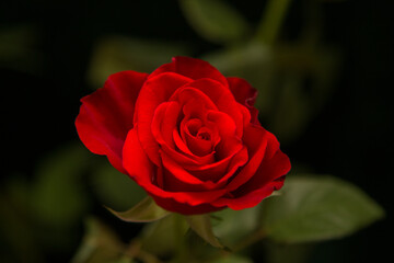A single red rose in close-up against a dark, softly blurred background.