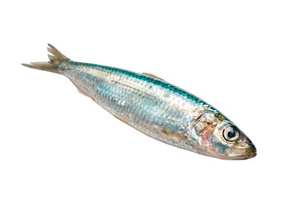 Realistic Sardine Close-Up on White Background