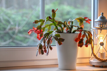 Blooming Christmas cactus in white pot on window sill with soft lantern light, cozy winter home atmosphere, green eco lifestyle, seasonal holiday mood including Advent, Christmas Eve, Yule, New Year