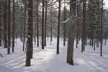 Naklejka premium Voyage en Laponie