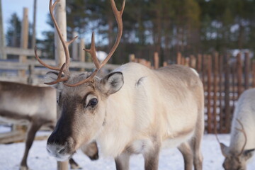 Fototapeta premium Voyage en Laponie