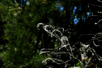 Spider webs and poplar fluff invade wild plants