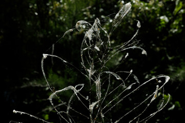 Spider webs and poplar fluff invade wild plants