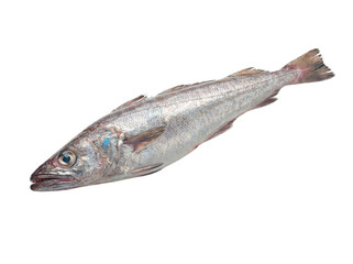 Realistic Hake Fish (Merluza) on White Background