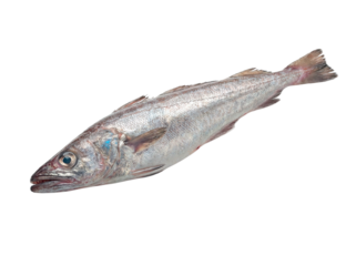 Realistic Hake Fish (Merluza) on White Background
