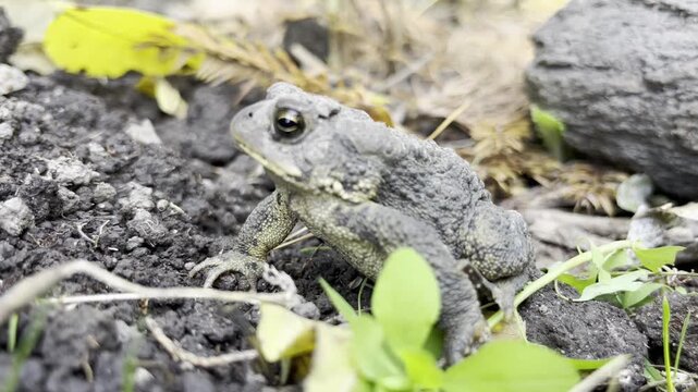 Close-up of an American toad  - Gros plan sur un crapaud d'am&eacute;rique 