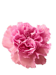 pink carnation isolated png cutout
