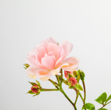 Still life of wild roses