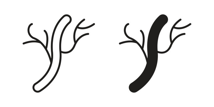 Human artery icon illustration, thin line vector, web design sign,